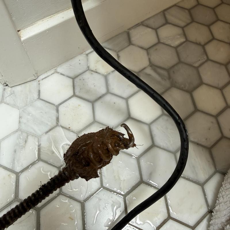 Basin Drain Cleaning in Sequoia Tract photo 1