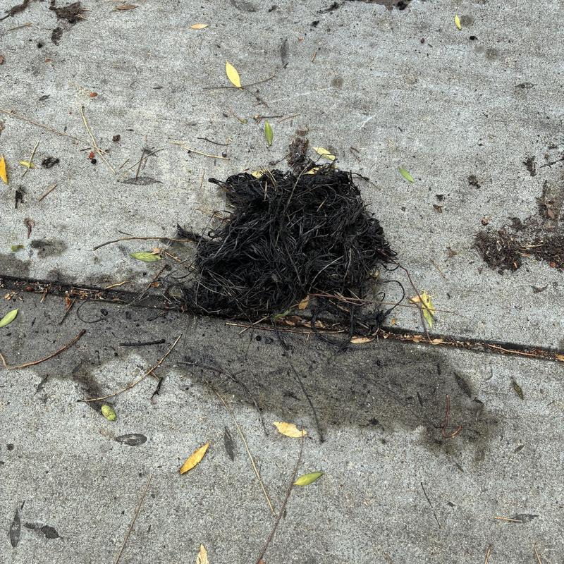 Technician inspecting cleanout and plumbing pipes in San Francisco