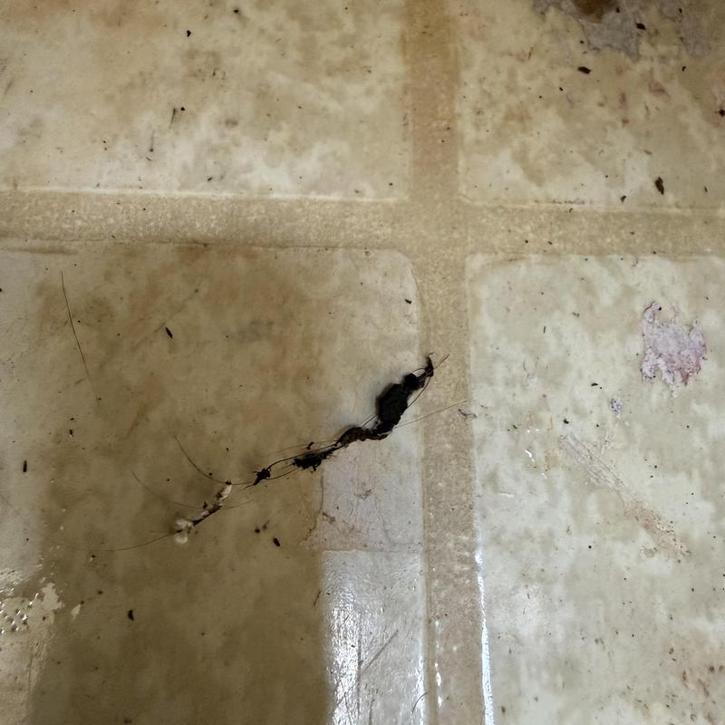 Completed Drain Cleaning service details