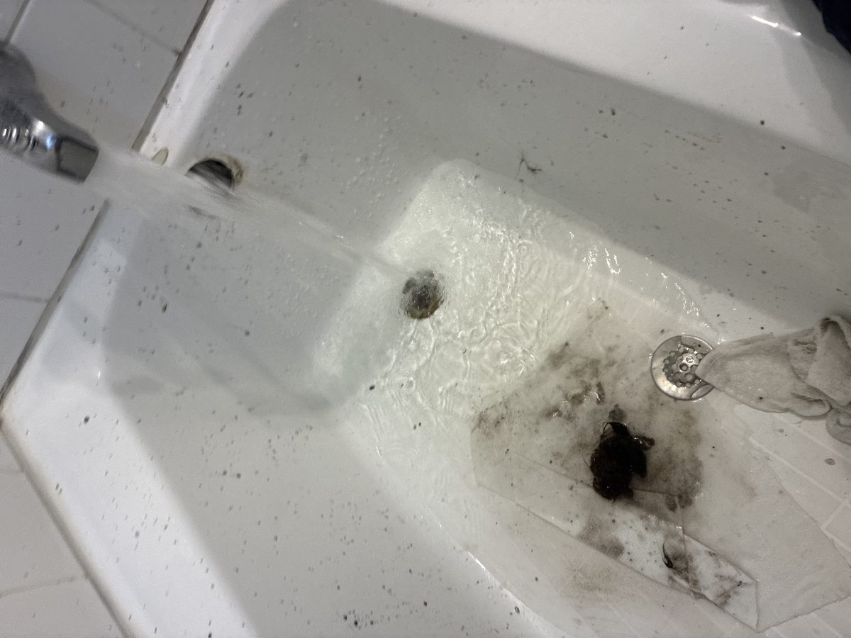 Clogged Tub & Basin Drain Cleaning in Clogged Tub And Basin Drain Cleaning Marina District, San Francisco by Heise's Plumbing