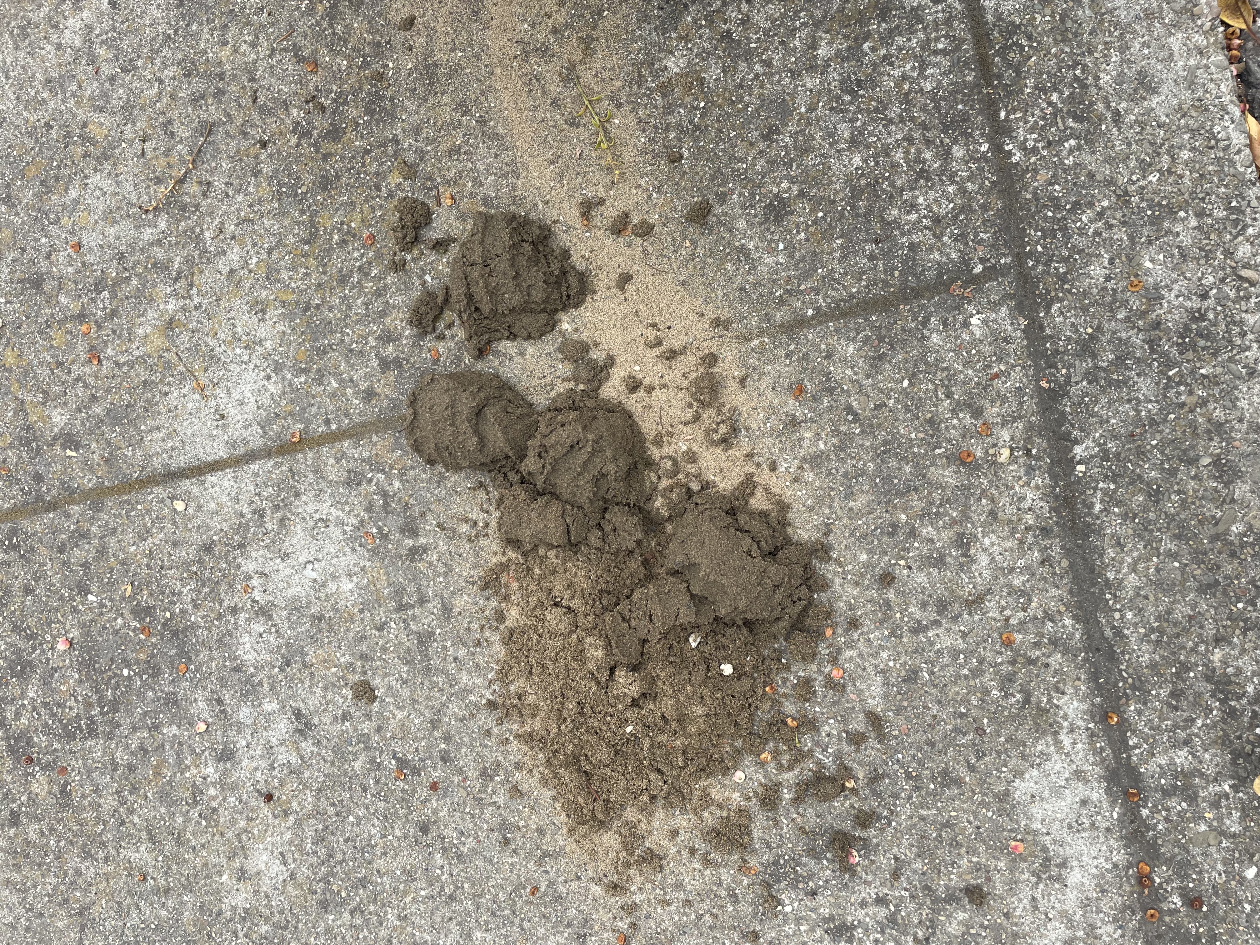 Drain cleaning in San Francisco by Heises Plumbing